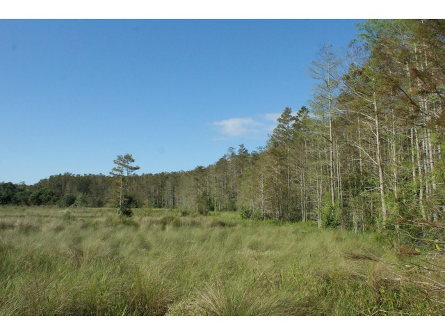 Naples Real Estate - Corkscrew Swamp Sanctuary Photo