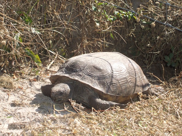 Naples Real Estate - Estero Bay Preserve State Park Photo
