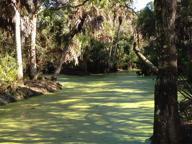 Naples Real Estate - Cocohatchee Creek Preserve Photo